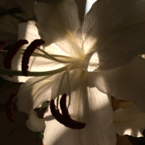 Backlit Lily. Photograph by the author. 